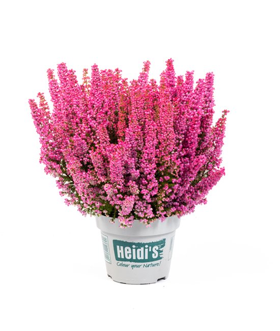 Heidis Packshot Peaches Heidis Packshot Peaches