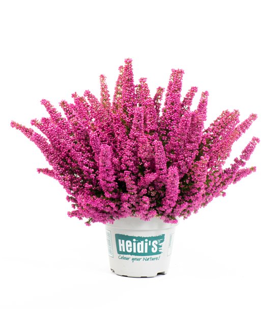 Heidis Packshot Arielle Heidis Packshot Arielle