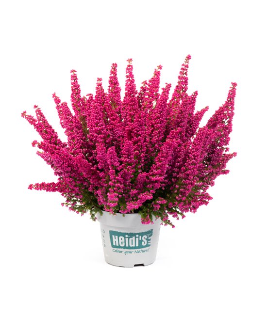 Heidis Packshot Bella Heidis Packshot Bella