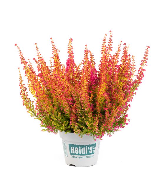 Heidis Packshot Phönix Heidis Packshot Phönix