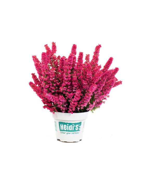 Heidis Packshot Calimero Heidis Packshot Calimero