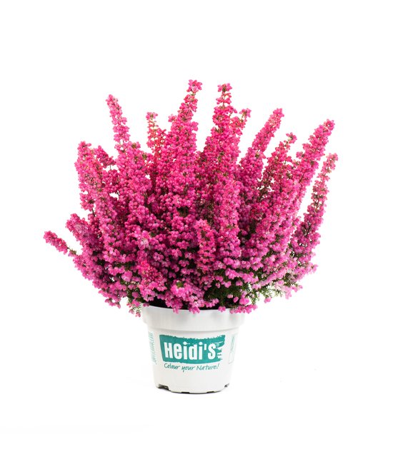 Heidis Packshot Balu Heidis Packshot Balu