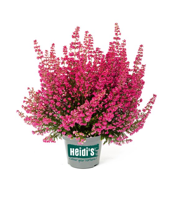 Heidis Packshot Janosch Heidis Packshot Janosch