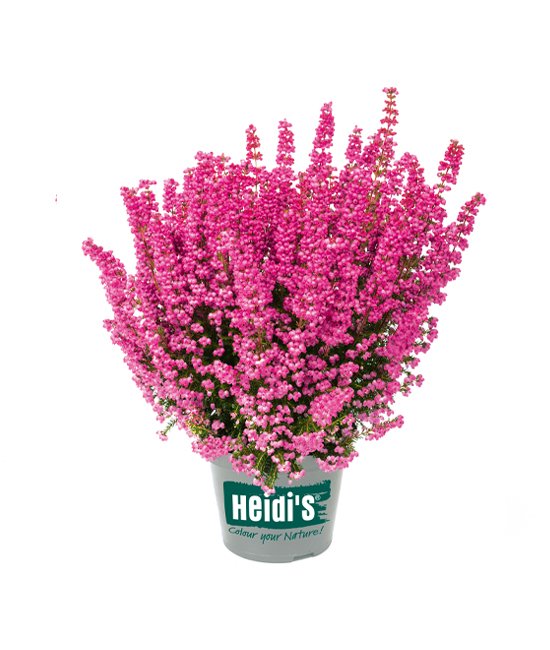 Heidis Packshot Pepe Heidis Packshot Pepe