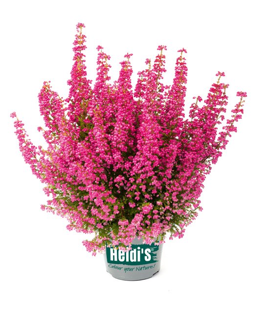 Heidis Packshot Fridolin Heidis Packshot Fridolin