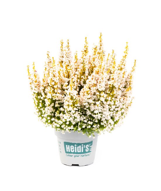 Heidis Packshot Frida K Heidis Packshot Frida K