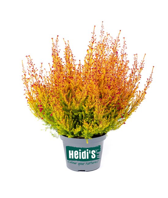 Heidis Packshot Käthe K Heidis Packshot Käthe K