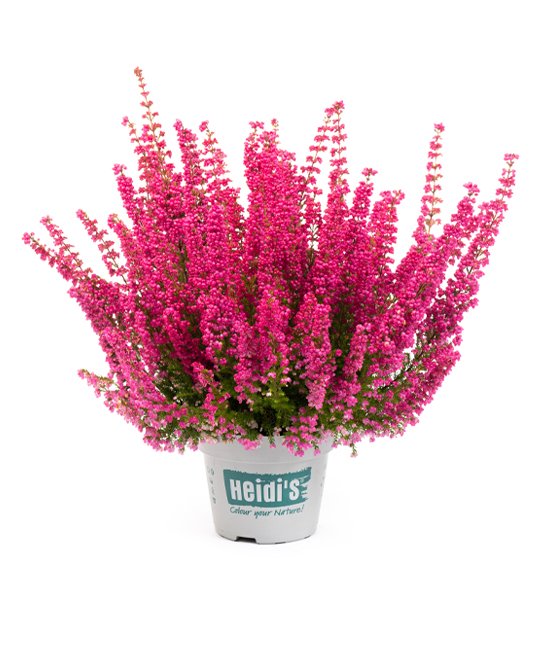 Heidis Packshot Florentine Heidis Packshot Florentine