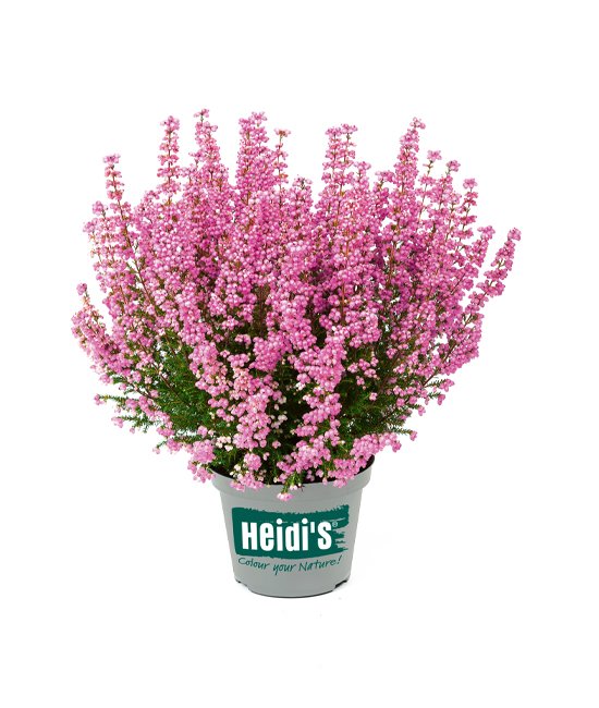 Heidis Packshot Gloria Heidis Packshot Gloria