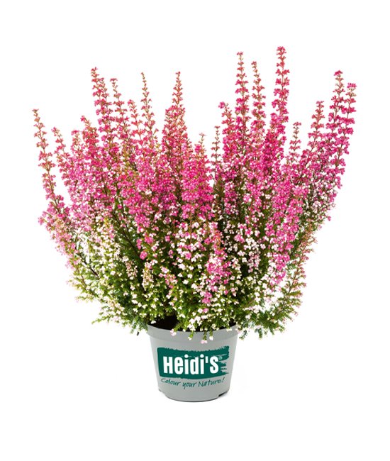 Heidis Packshot Kasper Heidis Packshot Kasper