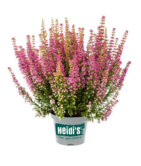 Heidis Packshot Lilli Heidis Packshot Lilli