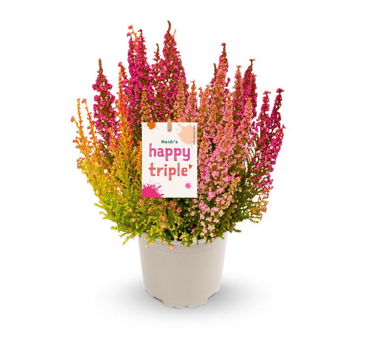 Keyvisual SOLfanga Keyvisual SOLfanga